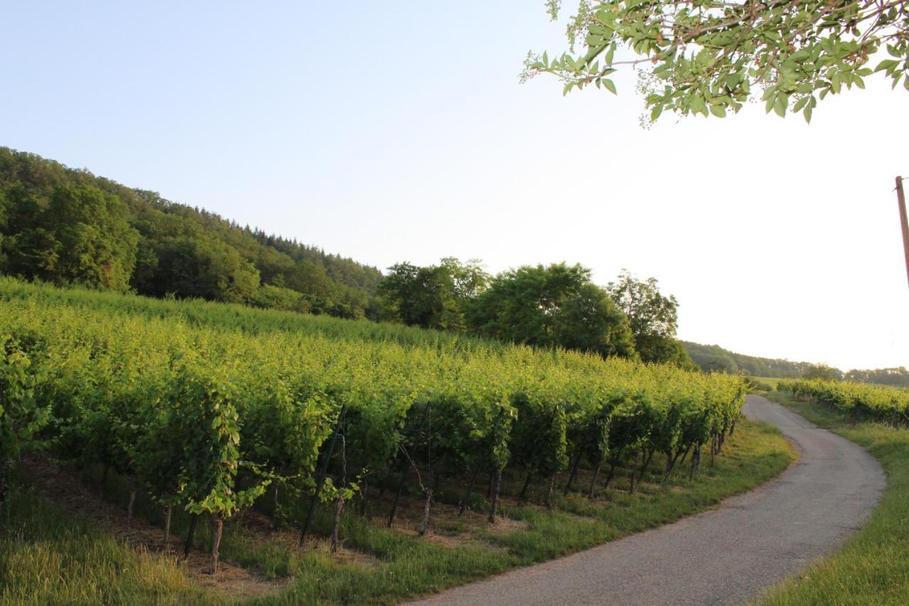 A L'Oree Des Vignes, Superbe Logement De 80 M2 Wangen Kültér fotó